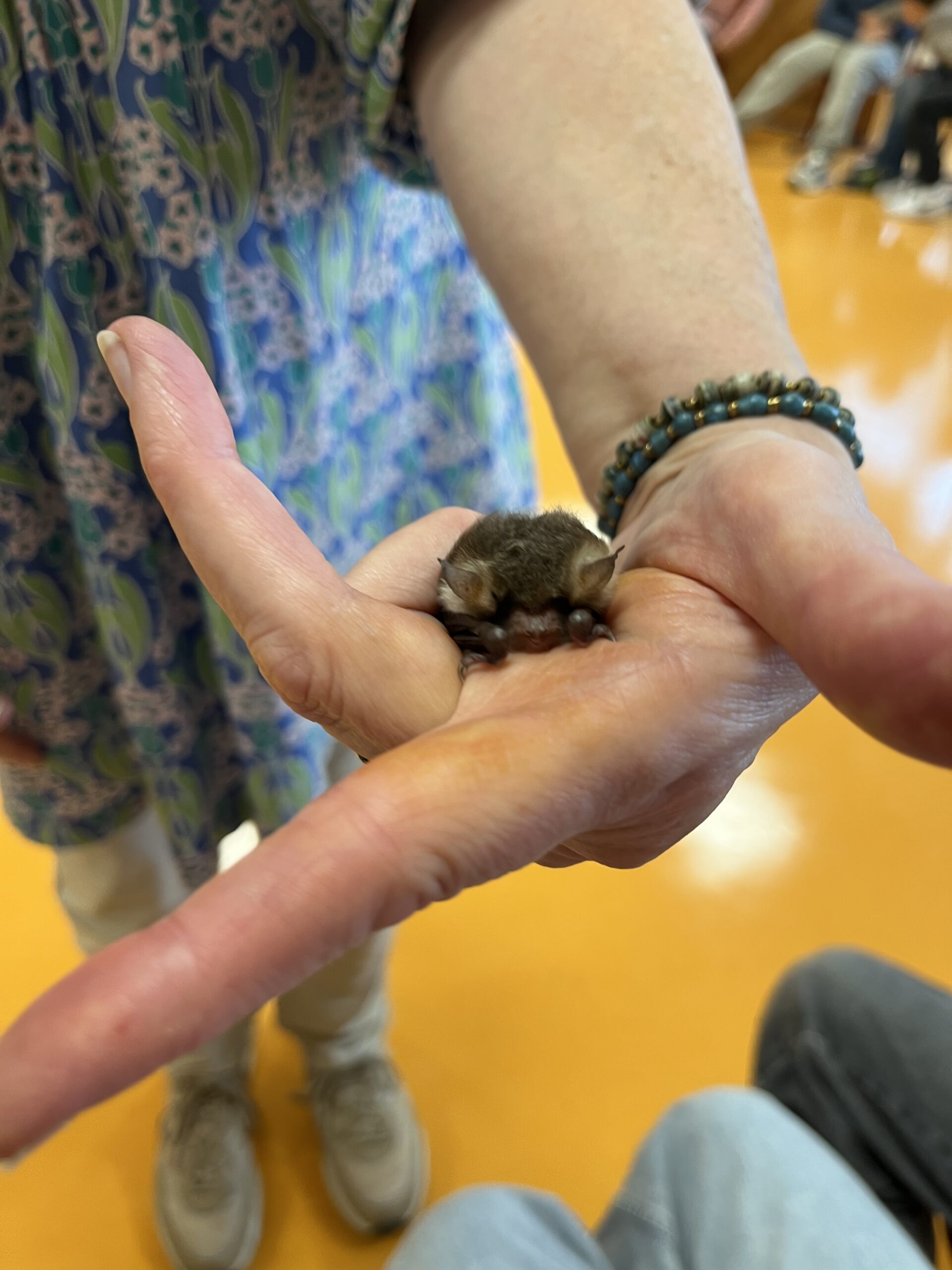 Fledermaus in der Hand